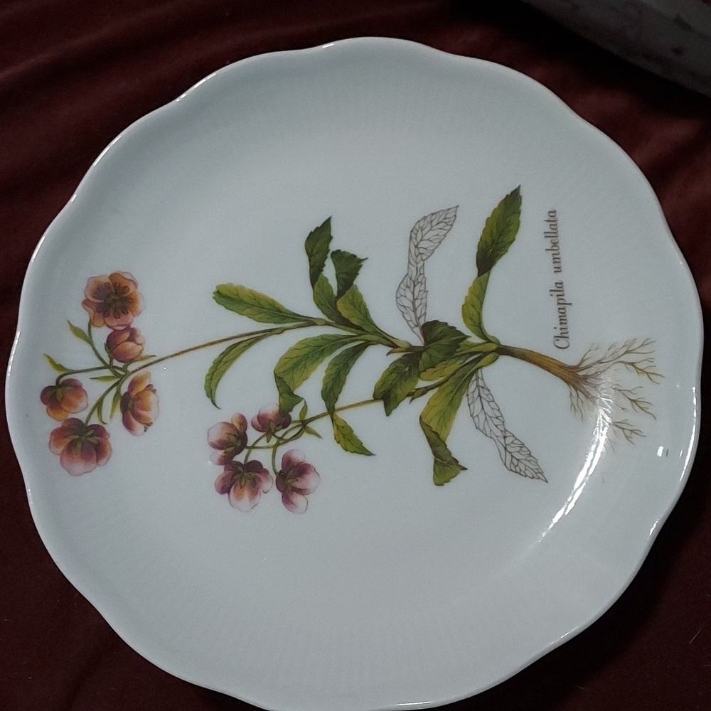 Chimapila Umbellata Decor Plate by Johann Seltmann at Vohenstrauss 7.5 inches.